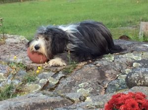 beardis med boll