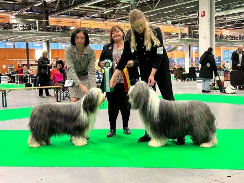 Resultat Stockholm dog show 221211 Specialklubben för bearded collie